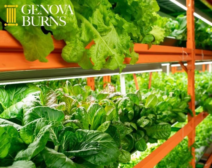 green seedlings of various sorts of cabbages growing on shelves vertical farming